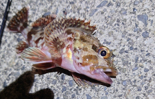 カサゴの釣果