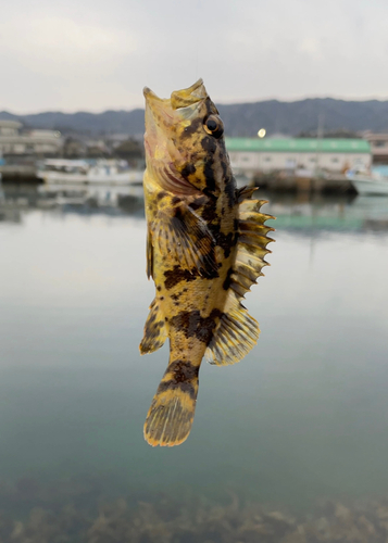 タケノコメバルの釣果