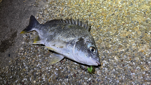 キビレの釣果