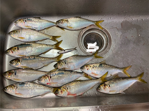 コノシロの釣果