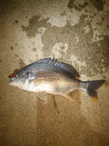 キビレの釣果