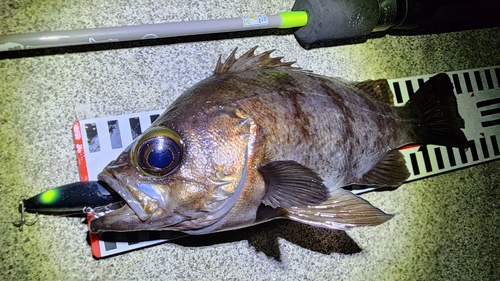 メバルの釣果