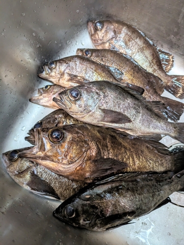 メバルの釣果