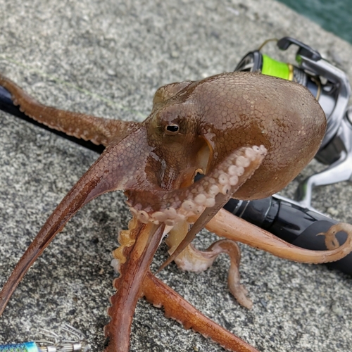 タコの釣果