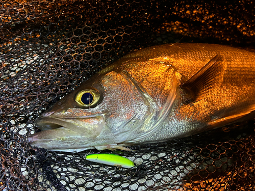 フッコ（マルスズキ）の釣果