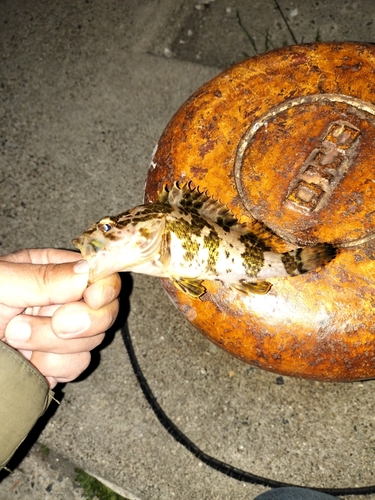 タケノコメバルの釣果