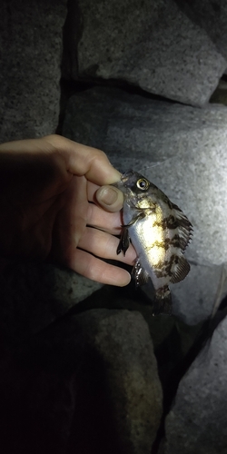 シロメバルの釣果