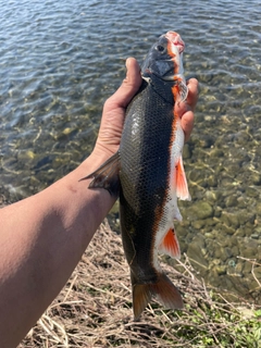 マルタウグイの釣果