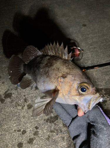 メバルの釣果