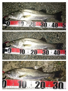 シーバスの釣果