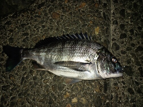 クロダイの釣果