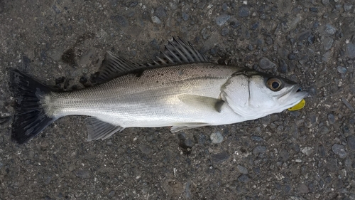 セイゴ（マルスズキ）の釣果