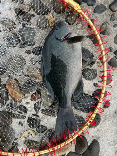 メジナの釣果