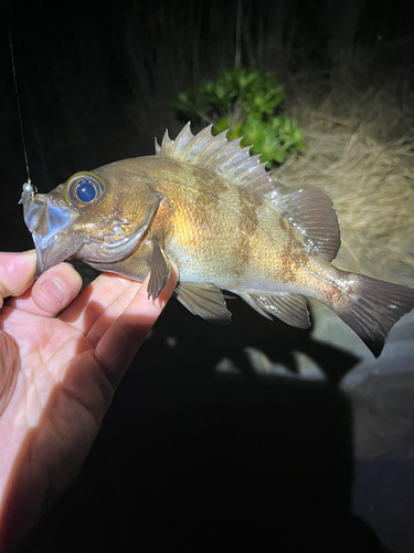 メバルの釣果