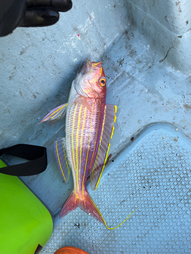 アカアマダイの釣果