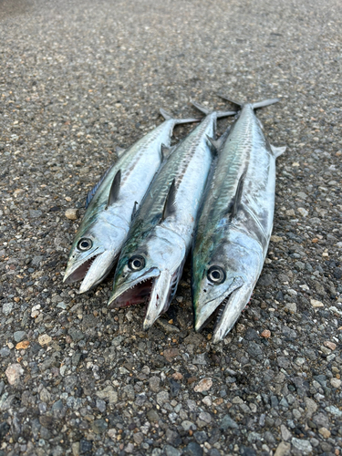 サゴシの釣果