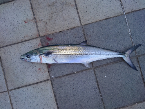 サゴシの釣果