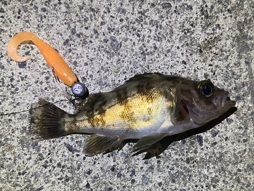 メバルの釣果