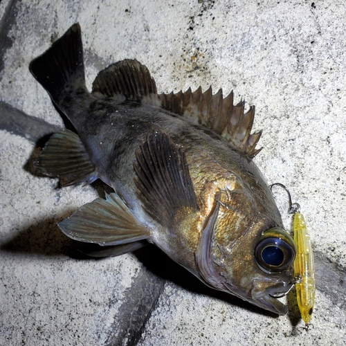 メバルの釣果