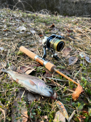 ニジマスの釣果