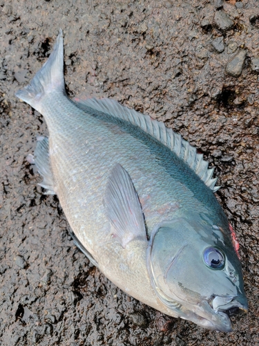 メジナの釣果