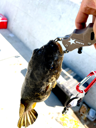 アカメフグの釣果