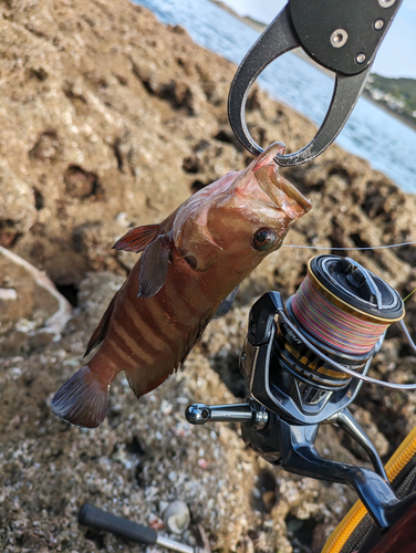 ヤミハタの釣果