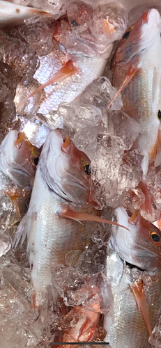 レンコダイの釣果