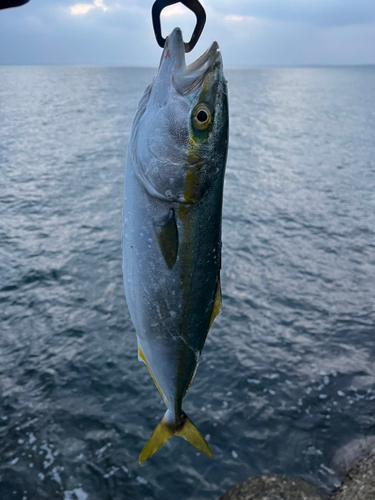 ヤズの釣果