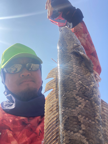 ライギョの釣果