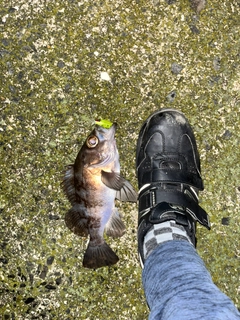 シロメバルの釣果