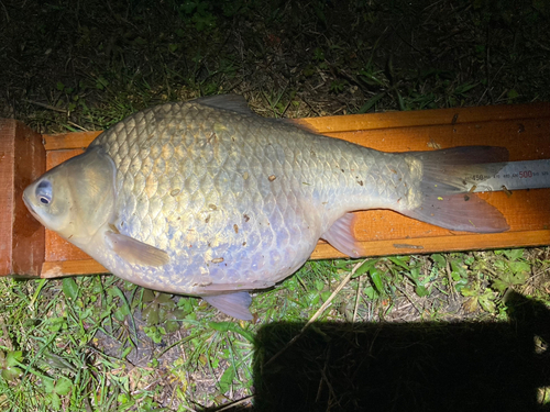 ヘラブナの釣果