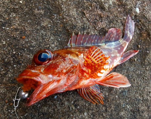 カサゴの釣果