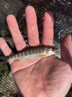 アマゴの釣果