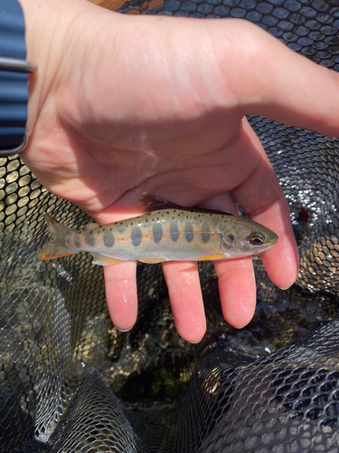 アマゴの釣果