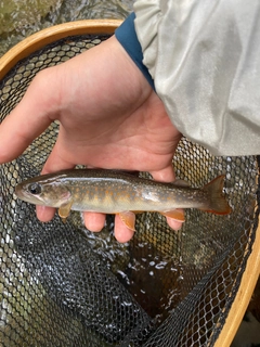 イワナの釣果