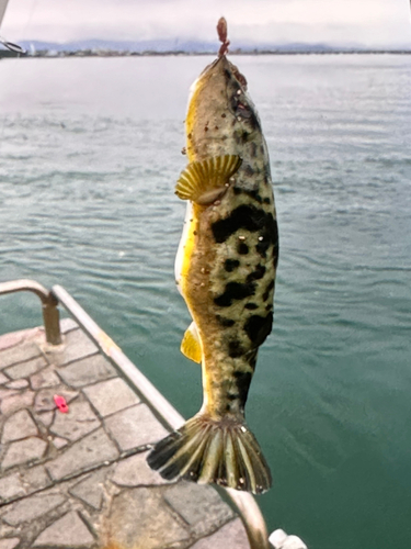 フグの釣果