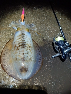 アオリイカの釣果