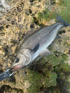 ヒラスズキの釣果