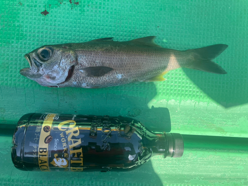 クロムツの釣果