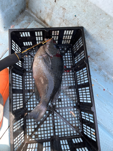 クチブトグレの釣果