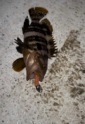 ハタの釣果