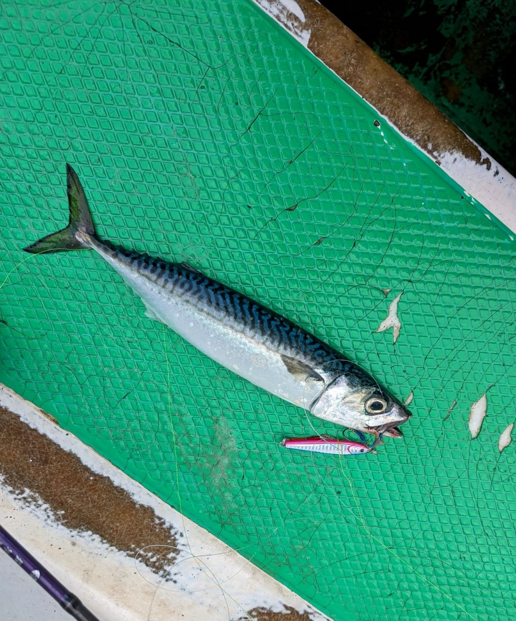 渓ドゥリーマーさんの釣果 2枚目の画像