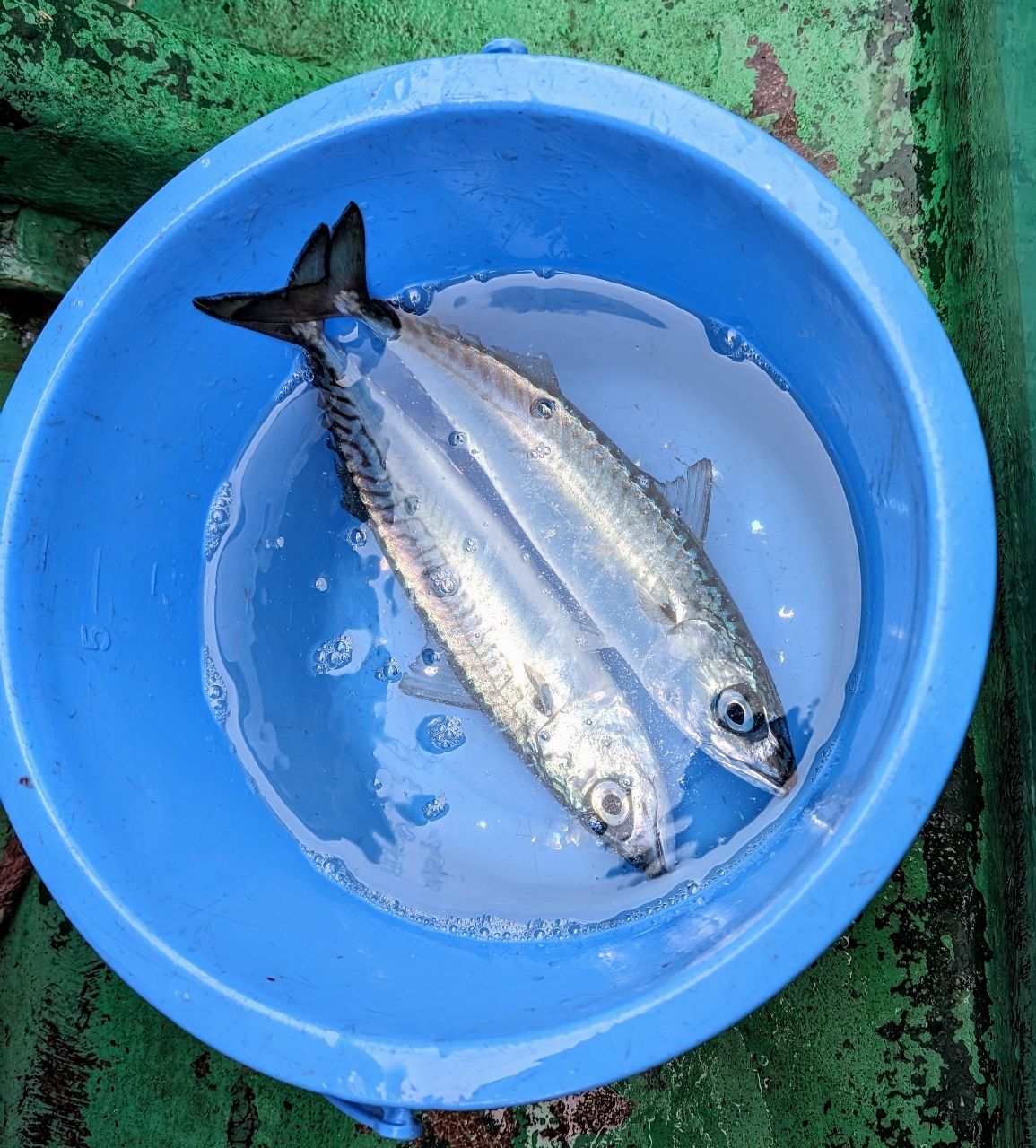 渓ドゥリーマーさんの釣果 3枚目の画像