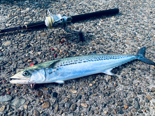 サゴシの釣果