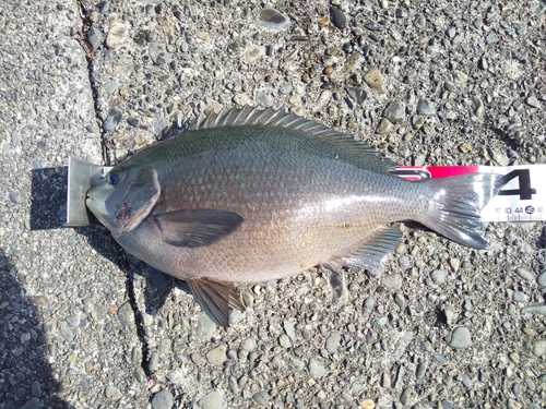 メジナの釣果