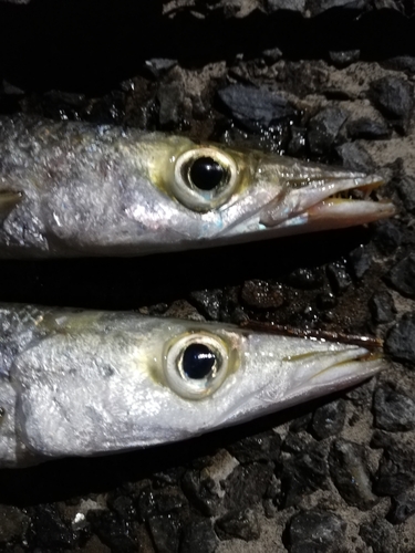 カマスの釣果