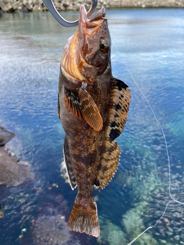 アイナメの釣果