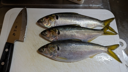 コノシロの釣果