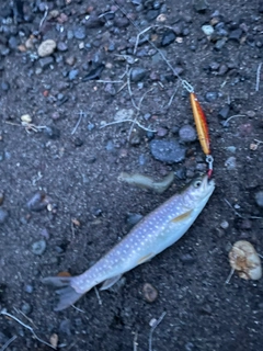 アメマスの釣果